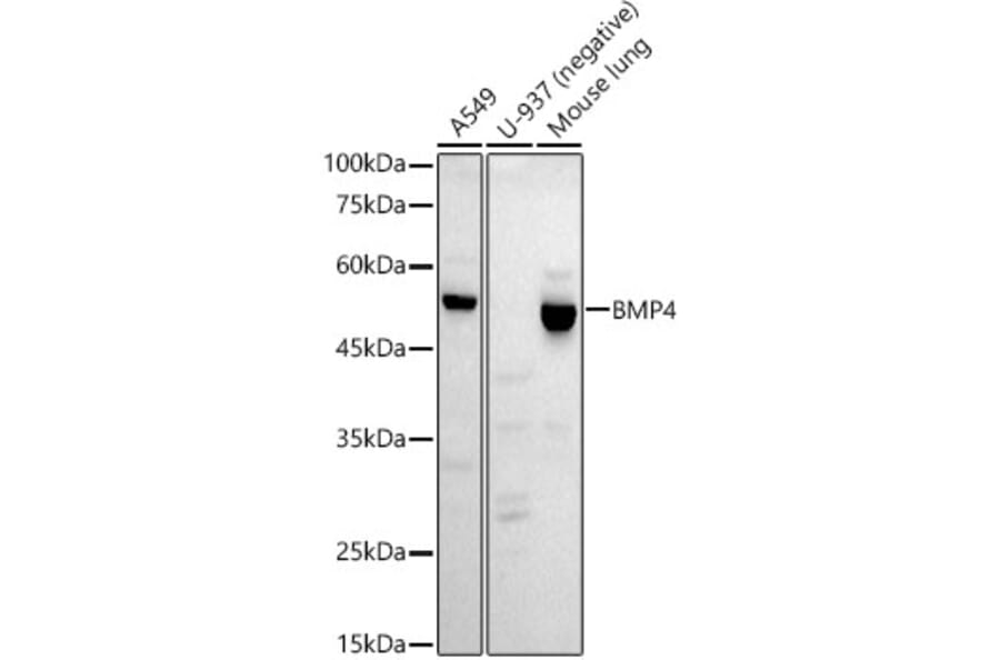 Western Blot - Anti-BMP4 Antibody [ARC52124] (A308327) - Antibodies.com