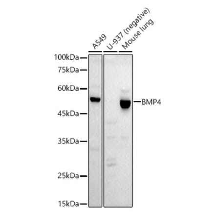 Western Blot - Anti-BMP4 Antibody [ARC52124] (A308327) - Antibodies.com