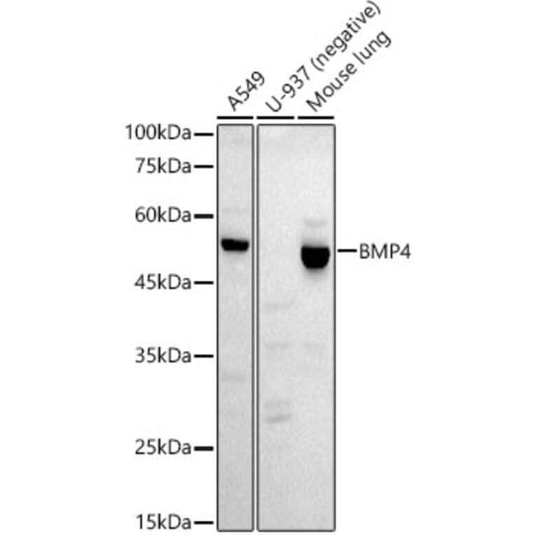 Western Blot - Anti-BMP4 Antibody [ARC52124] (A308327) - Antibodies.com
