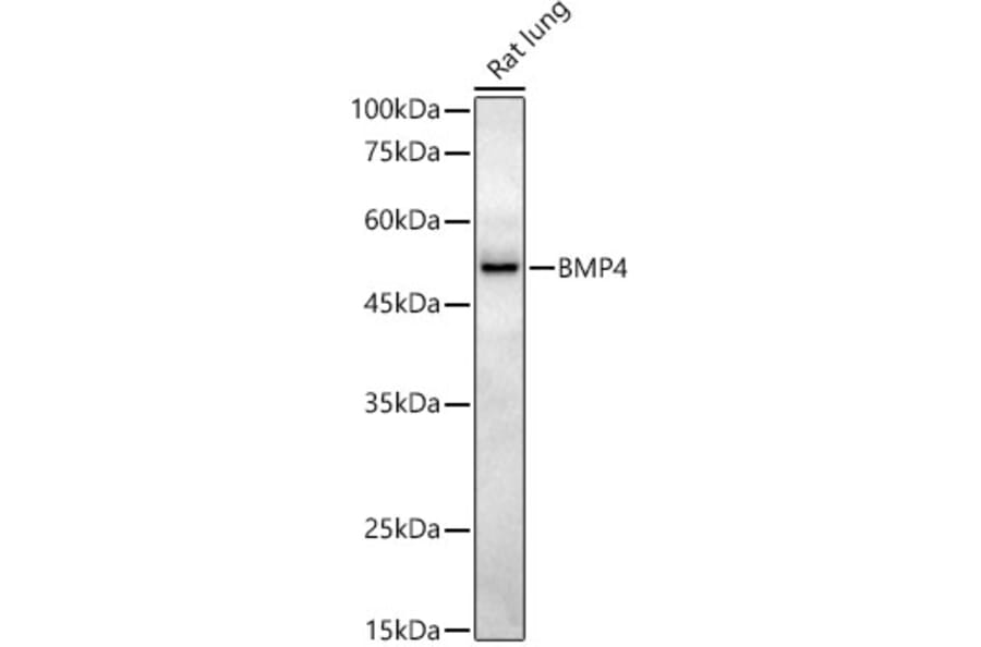Western Blot - Anti-BMP4 Antibody [ARC52124] (A308327) - Antibodies.com