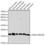 Western Blot - Anti-NME2 Antibody [ARC1412] (A308328) - Antibodies.com