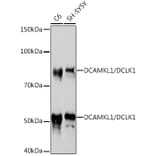 Western Blot - Anti-DCAMKL1 Antibody [ARC0984] (A308329) - Antibodies.com