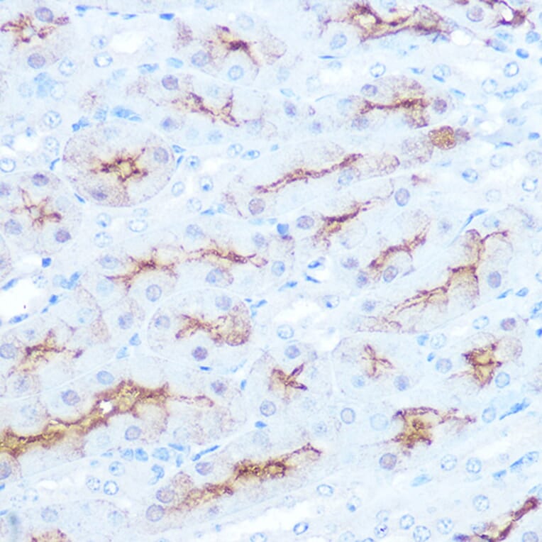 Immunohistochemistry - Anti-Syndecan-1 Antibody [ARC0918] (A308330) - Antibodies.com