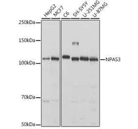 Western Blot - Anti-NPAS3 Antibody (A308335) - Antibodies.com
