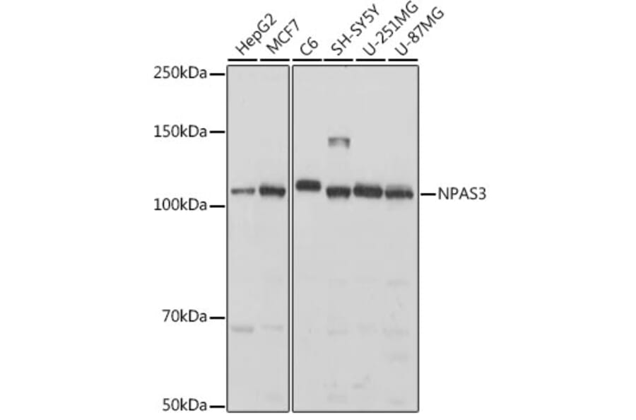 Western Blot - Anti-NPAS3 Antibody (A308335) - Antibodies.com