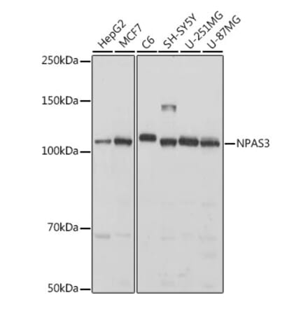 Western Blot - Anti-NPAS3 Antibody (A308335) - Antibodies.com