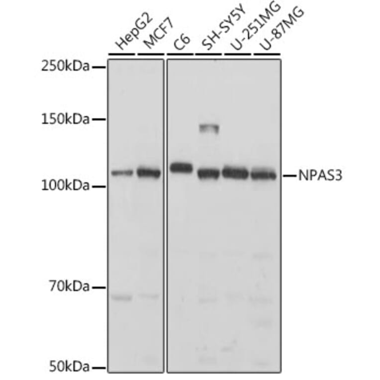 Western Blot - Anti-NPAS3 Antibody (A308335) - Antibodies.com