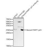 Western Blot - Anti-Cleaved PARP1 Antibody [ARC0091] (A308342) - Antibodies.com