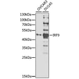 Western Blot - Anti-Interferon regulatory factor 9/IRF-9 Antibody (A308343) - Antibodies.com