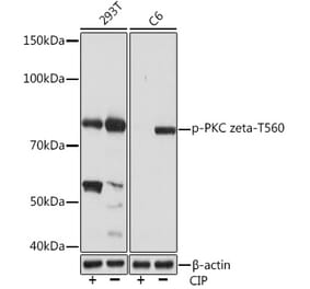 Western Blot - Anti-PKC zeta (phospho Thr560) Antibody [ARC1617] (A308348) - Antibodies.com