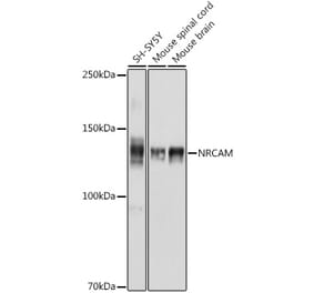 Western Blot - Anti-NrCAM Antibody (A308349) - Antibodies.com