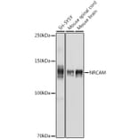 Western Blot - Anti-NrCAM Antibody (A308349) - Antibodies.com