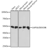 Western Blot - Anti-UAP56 Antibody [ARC1731] (A308352) - Antibodies.com