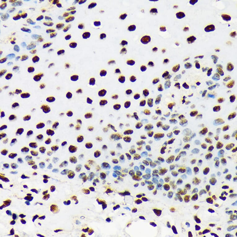 Immunohistochemistry - Anti-UAP56 Antibody [ARC1731] (A308352) - Antibodies.com