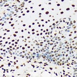 Immunohistochemistry - Anti-UAP56 Antibody [ARC1731] (A308352) - Antibodies.com