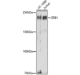 Western Blot - Anti-ZEB1 Antibody (A308354) - Antibodies.com