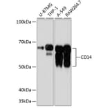Western Blot - Anti-CD14 Antibody [ARC0353] (A308358) - Antibodies.com