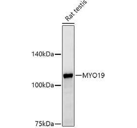 Western Blot - Anti-MYO19 Antibody (A308360) - Antibodies.com