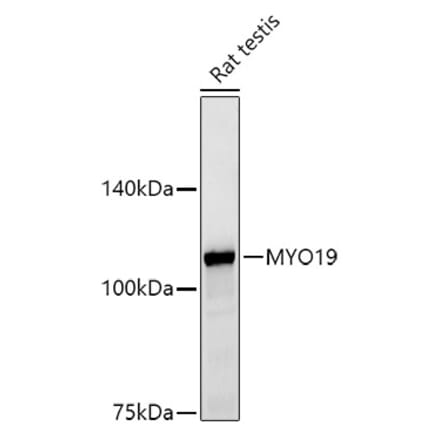 Western Blot - Anti-MYO19 Antibody [ARC2919] (A308360) - Antibodies.com