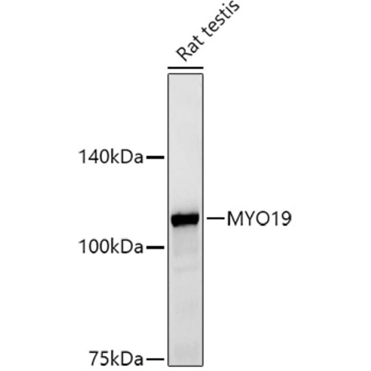 Western Blot - Anti-MYO19 Antibody [ARC2919] (A308360) - Antibodies.com