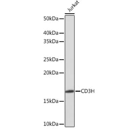 Western Blot - Anti-CD3 zeta Antibody [ARC0533] (A308361) - Antibodies.com