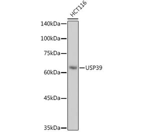 Western Blot - Anti-USP39 Antibody [ARC2565] (A308362) - Antibodies.com