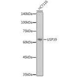 Western Blot - Anti-USP39 Antibody [ARC2565] (A308362) - Antibodies.com