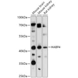 Western Blot - Anti-HABP4 Antibody (A308363) - Antibodies.com