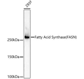 Western Blot - Anti-Fatty Acid Synthase Antibody [ARC53122] (A308364) - Antibodies.com