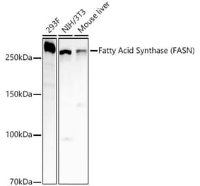Western Blot - Anti-Fatty Acid Synthase Antibody [ARC53122 + ARC53125] (A308365) - Antibodies.com