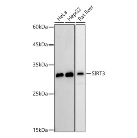 Western Blot - Anti-SIRT3 Antibody [ARC51526] (A308369) - Antibodies.com