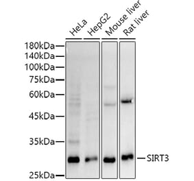 Western Blot - Anti-SIRT3 Antibody [ARC51535] (A308370) - Antibodies.com