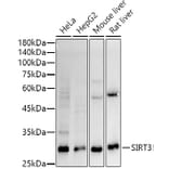 Western Blot - Anti-SIRT3 Antibody [ARC51535] (A308370) - Antibodies.com