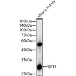 Western Blot - Anti-SIRT3 Antibody [ARC51535] (A308370) - Antibodies.com