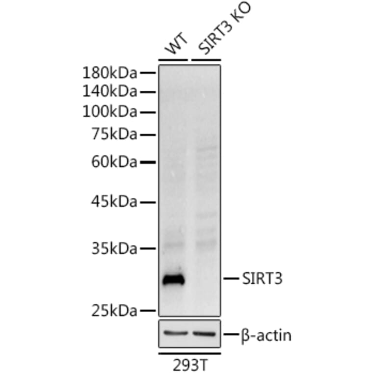 Western Blot - Anti-SIRT3 Antibody [ARC51535] (A308370) - Antibodies.com