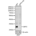 Western Blot - Anti-SIRT3 Antibody [ARC51535] (A308370) - Antibodies.com