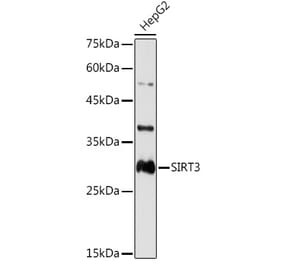 Western Blot - Anti-SIRT3 Antibody (A308371) - Antibodies.com