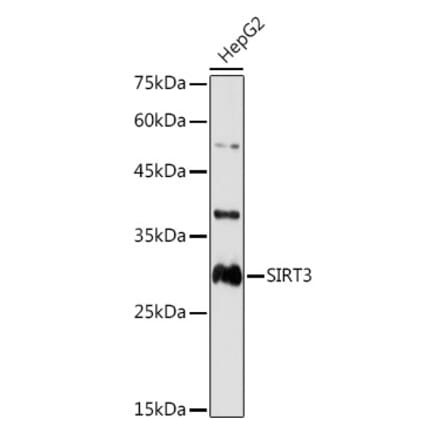 Western Blot - Anti-SIRT3 Antibody (A308371) - Antibodies.com