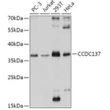 Western Blot - Anti-CC137 Antibody (A308375) - Antibodies.com
