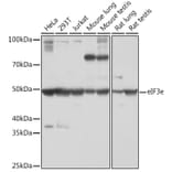 Western Blot - Anti-eIF3e Antibody [ARC1997] (A308376) - Antibodies.com