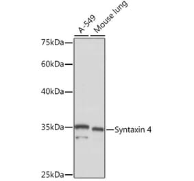 Western Blot - Anti-Syntaxin 4 Antibody [ARC2113] (A308390) - Antibodies.com