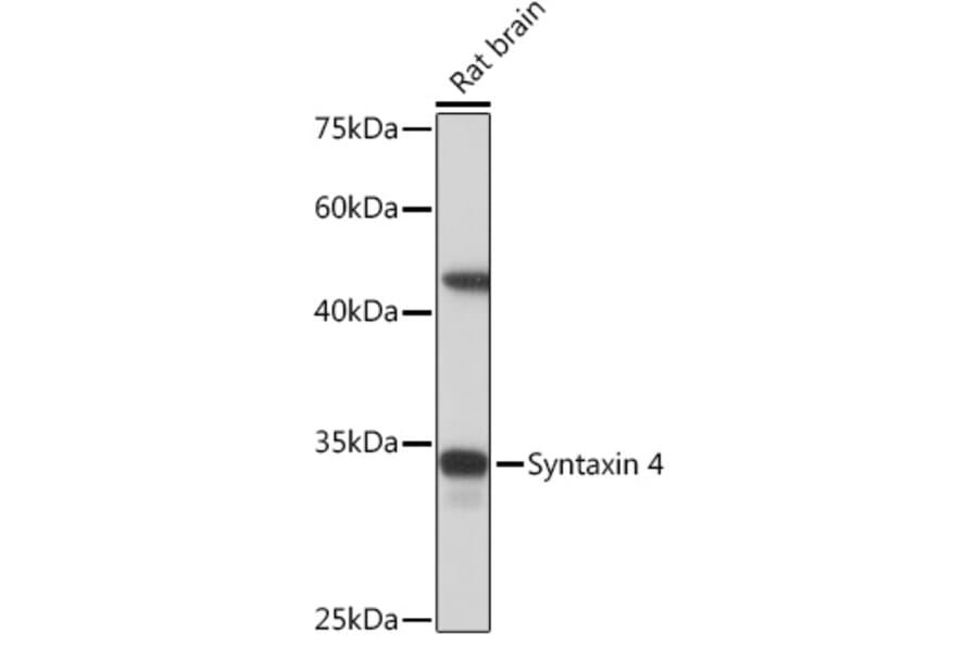 Western Blot - Anti-Syntaxin 4 Antibody [ARC2113] (A308390) - Antibodies.com
