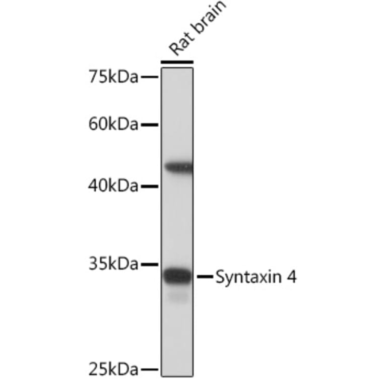 Western Blot - Anti-Syntaxin 4 Antibody [ARC2113] (A308390) - Antibodies.com