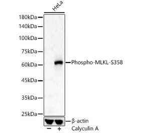 Western Blot - Anti-MLKL (phospho Ser358) Antibody (A308391) - Antibodies.com