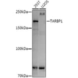 Western Blot - Anti-TARBP1 Antibody (A308393) - Antibodies.com