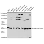 Western Blot - Anti-ERAB Antibody [ARC1852] (A308394) - Antibodies.com