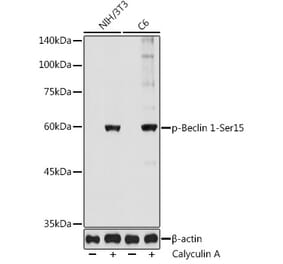Western Blot - Anti-Beclin 1 (phospho Ser15) Antibody (A308398) - Antibodies.com