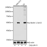 Western Blot - Anti-Beclin 1 (phospho Ser15) Antibody (A308398) - Antibodies.com