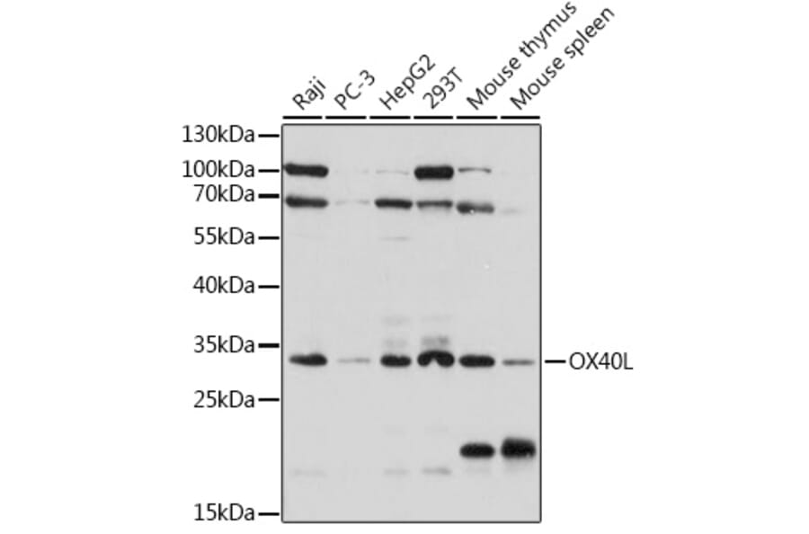 Western Blot - Anti-OX40L/TNFSF4 Antibody (A308399) - Antibodies.com