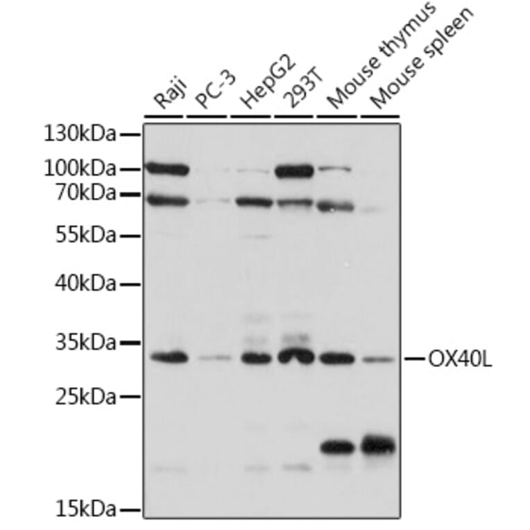 Western Blot - Anti-OX40L/TNFSF4 Antibody (A308399) - Antibodies.com
